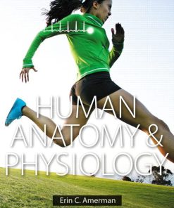 Test Bank for Human Anatomy and Physiology 1st Edition by Amerman