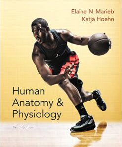 Human Anatomy Physiology 10th Edition Marieb Hoehn Test Bank