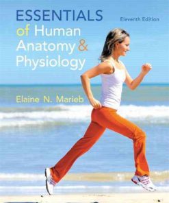 Test Bank Marieb Essentials Human Anatomy Physiology Revised Edition 11th Edition