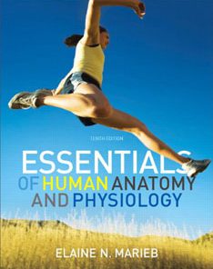 Test Bank For Essentials of Human Anatomy and Physiology, 10 edition: Elaine N. Marieb