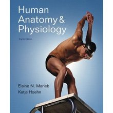 Human Anatomy and Physiology Marieb 8th Edition Test Bank