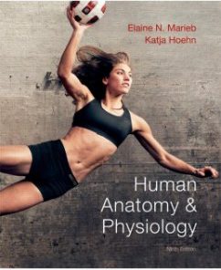 Test Bank for Human Anatomy and Physiology, 9th Edition: Elaine N. Marieb